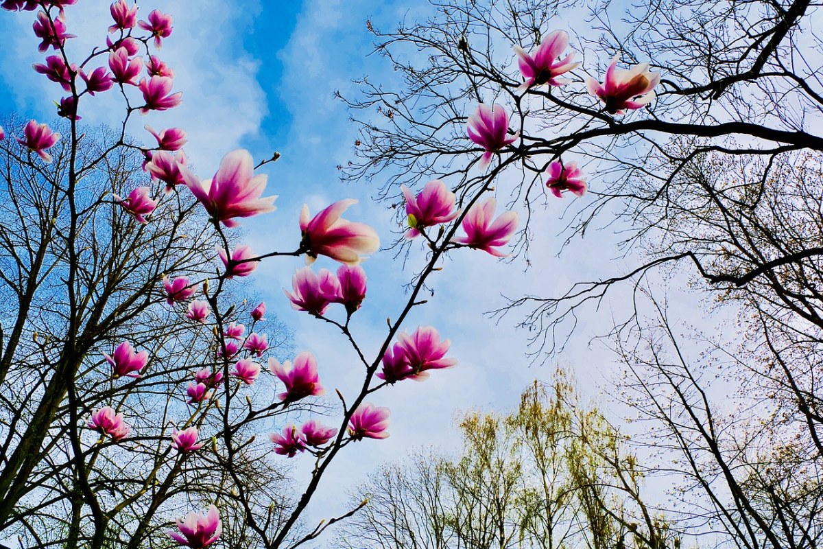 玉兰、粉红色的花、白玉兰树免费图片