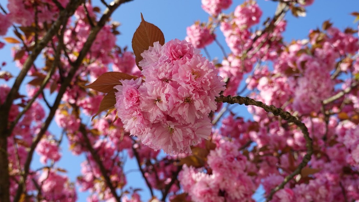 樱花盛开免费图片