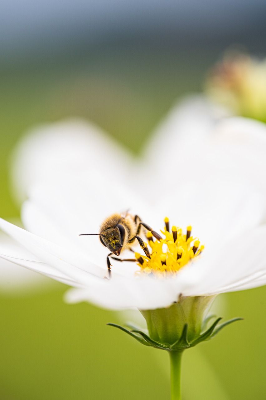 宇宙,蜜蜂,花