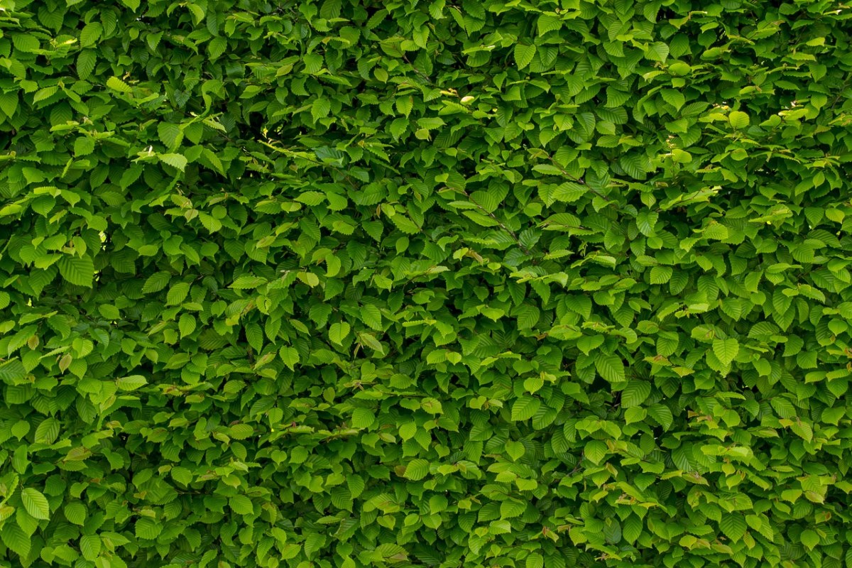 高清深绿色壁纸自然图片