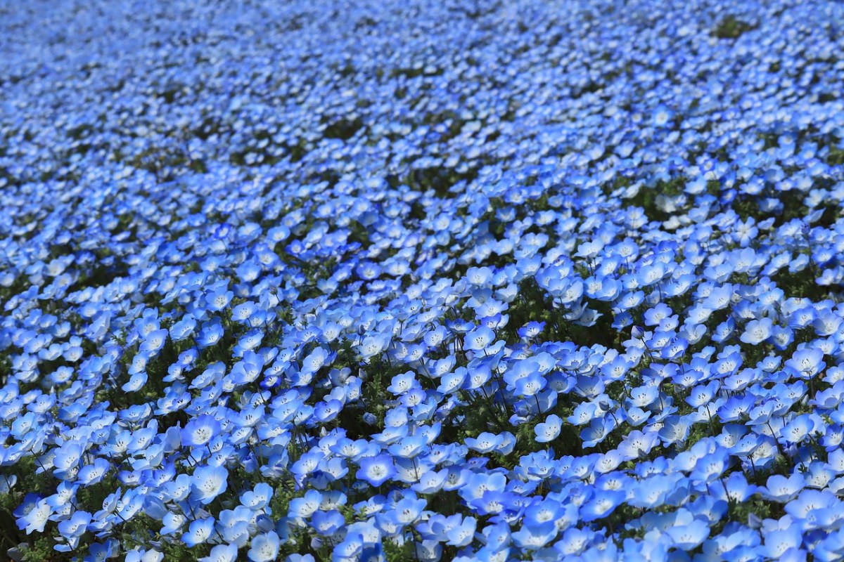 蓝色的花朵背景免费图片