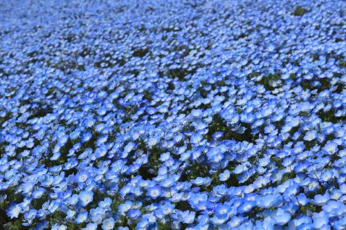 蓝色的花朵背景