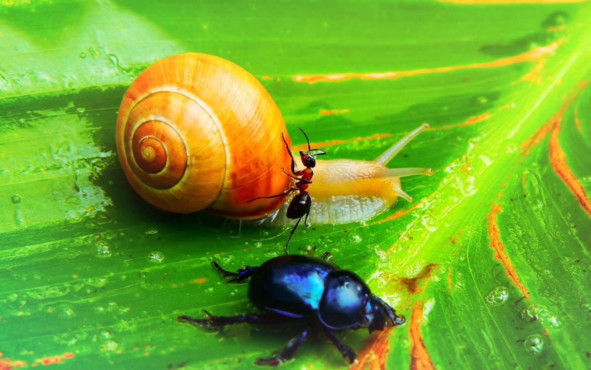 绿叶上的蜗牛与蚂蚁和甲虫免费图片