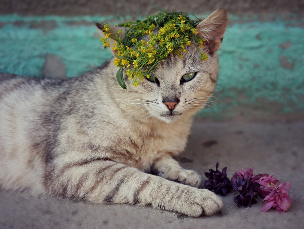 猫、花卉、花圈免费图片