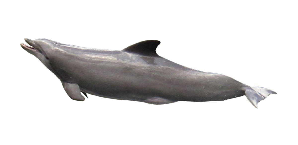 海豚、孤立、海洋哺乳动物免费图片