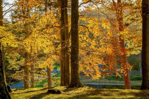 秋季、树木、性质