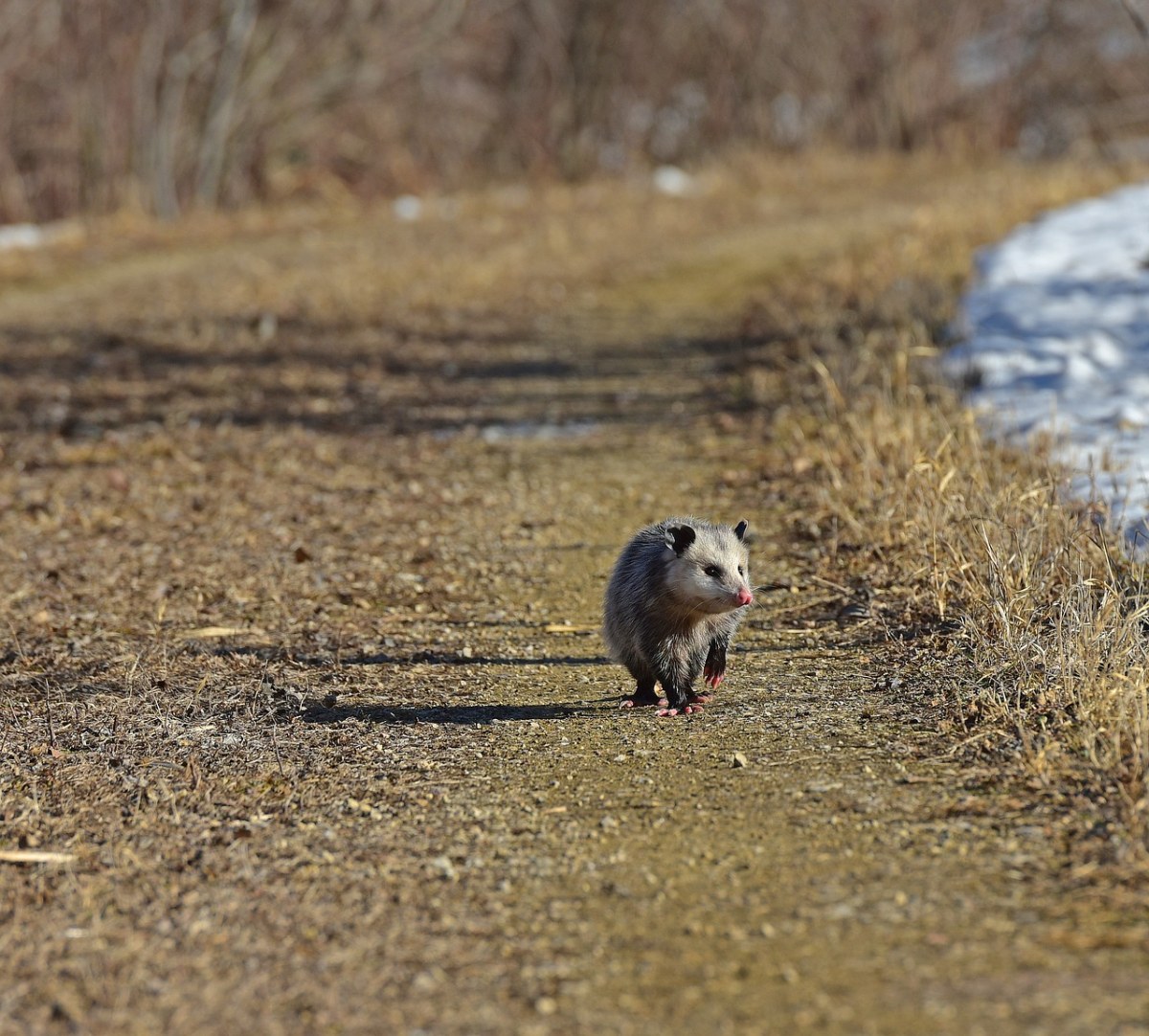 負鼠,possum,動物