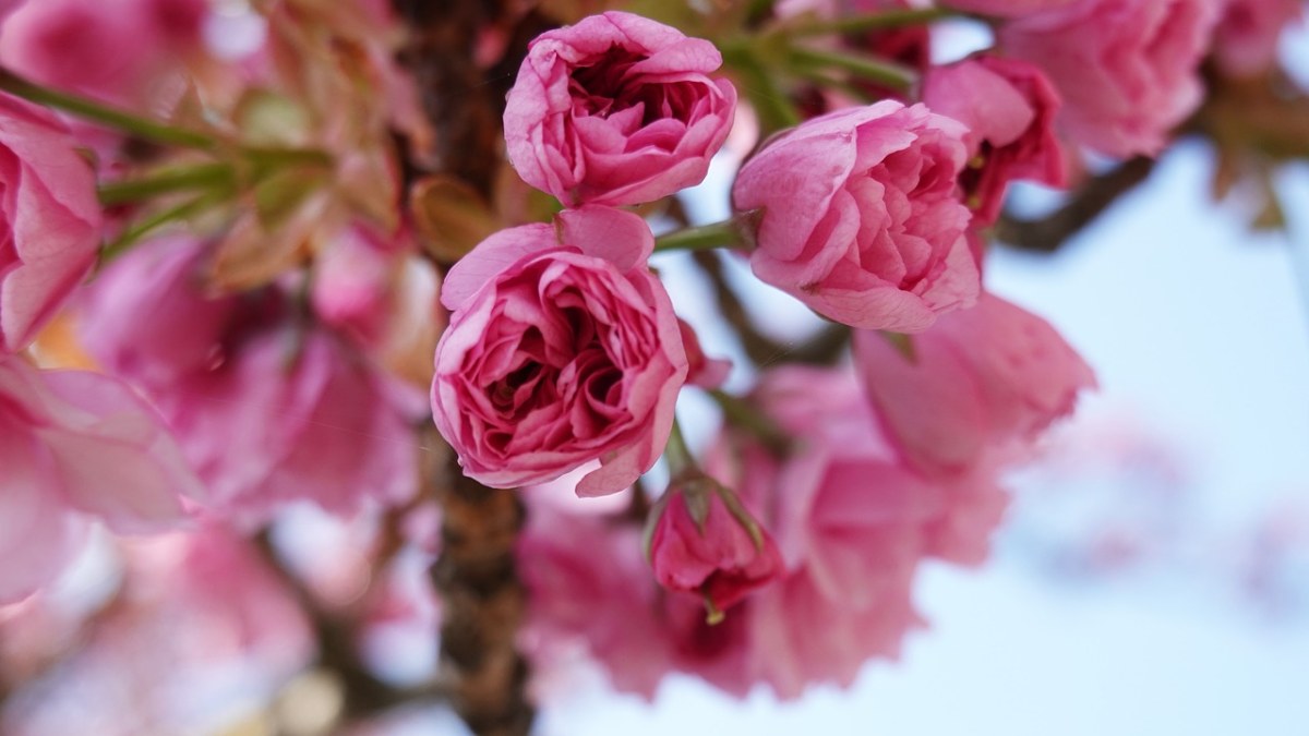 樱花花朵特写免费图片