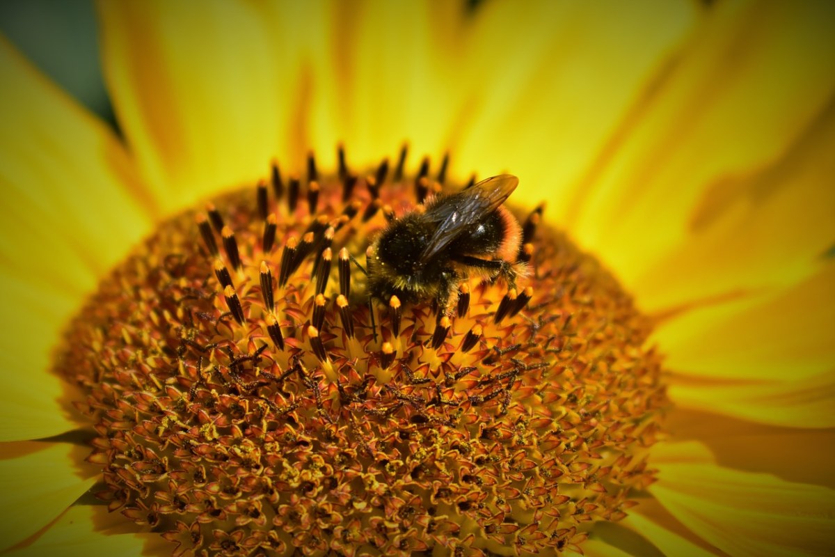 向日葵、蜜蜂、喷粉免费图片