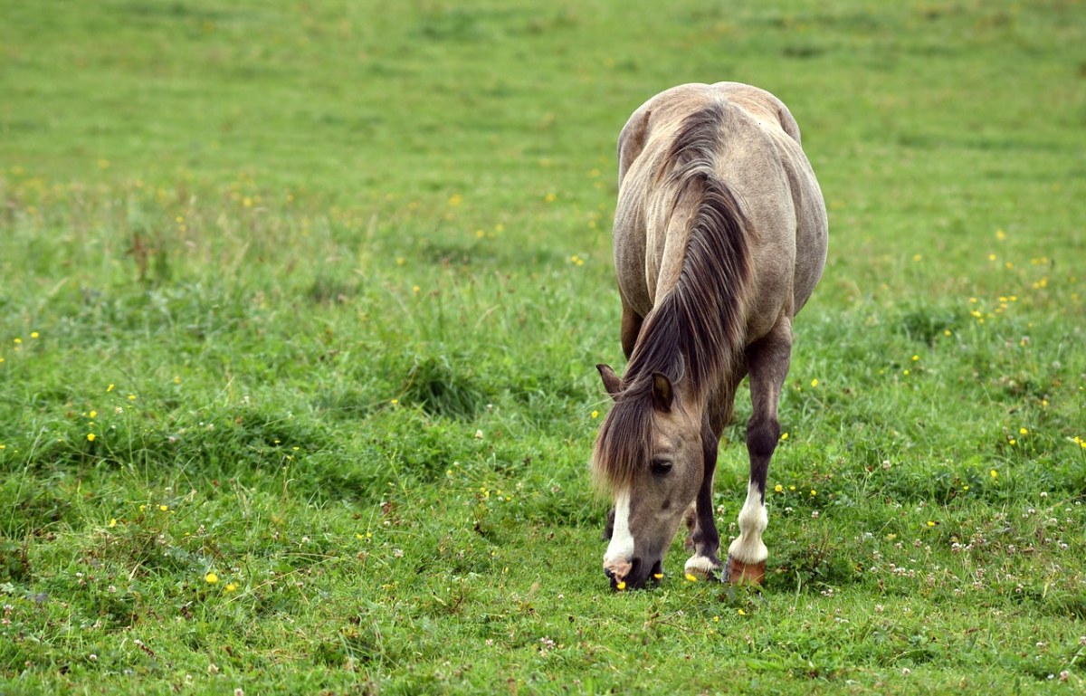 马、草地、动物免费图片