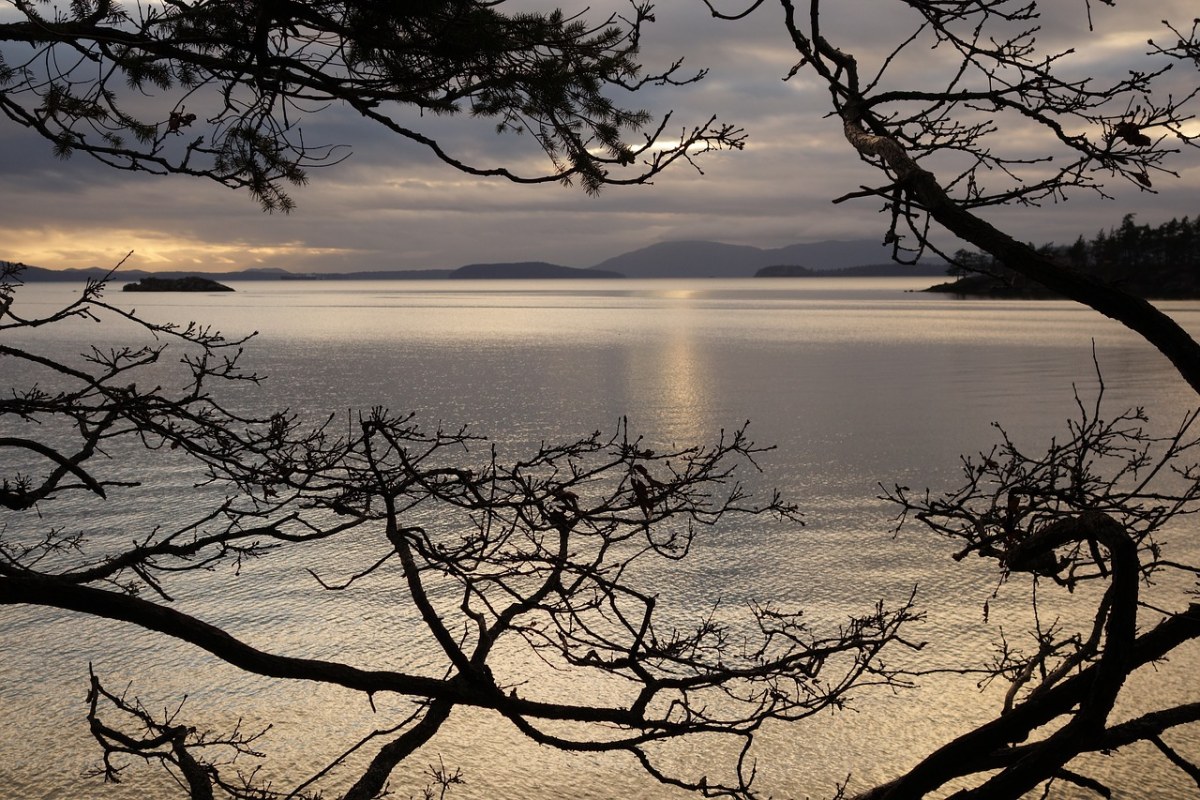 日落、树、海洋免费图片