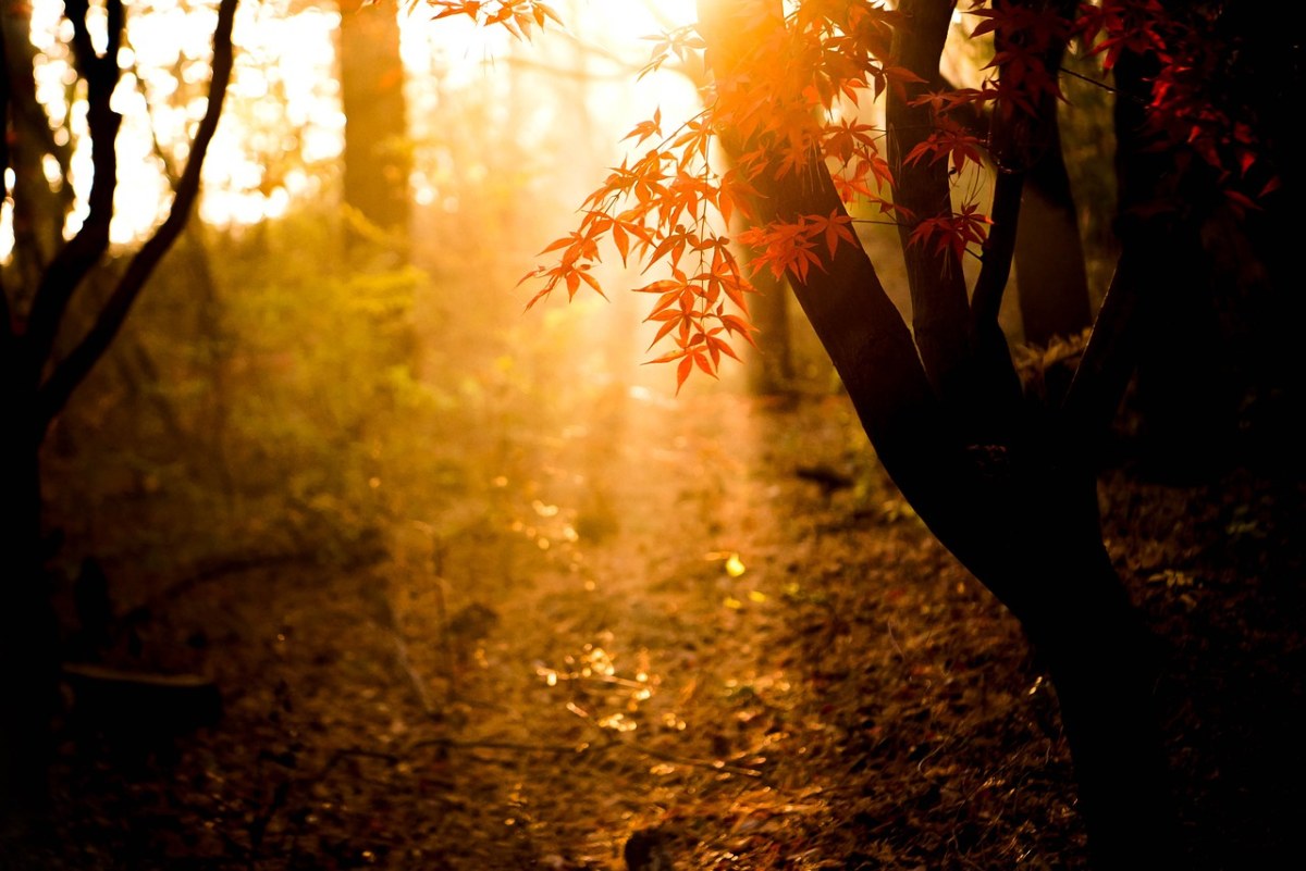 秋季、光、秋天的树叶免费图片