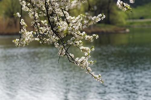 春天湖岸的花