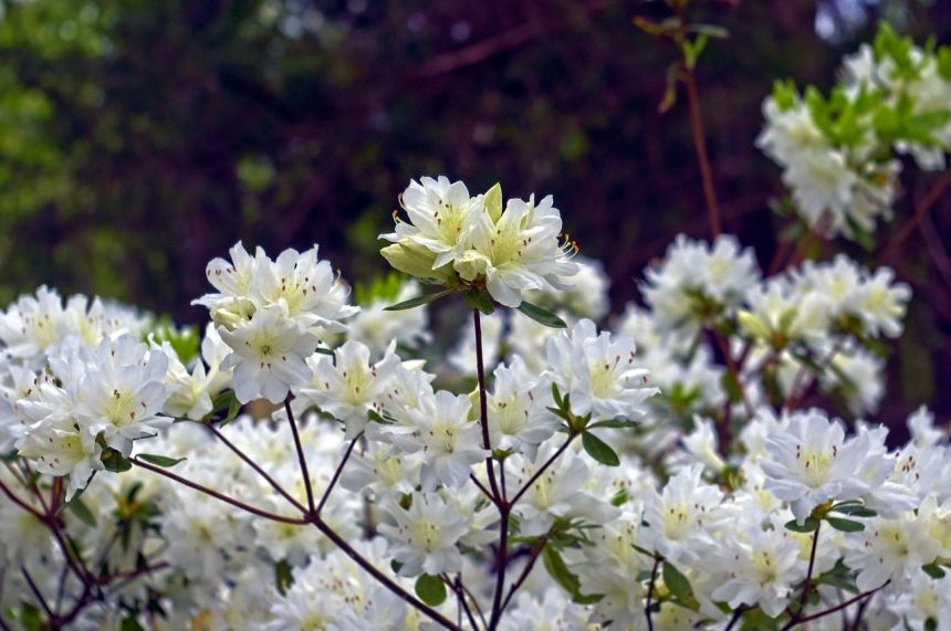 白色的杜鵑花在奧沙克,花,映山紅