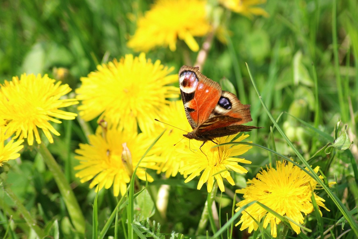 春、蝴蝶、草甸免费图片
