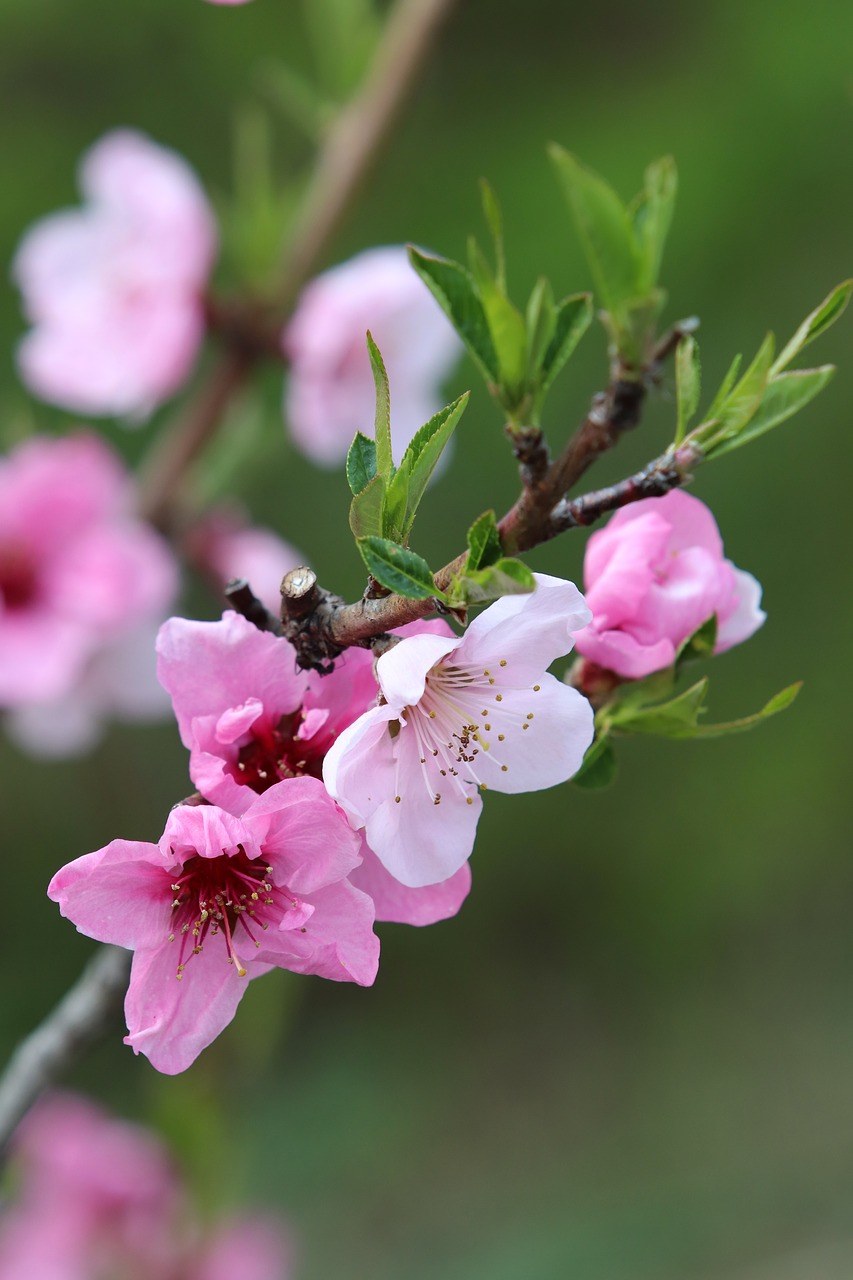 一枝粉红色的桃花免费图片