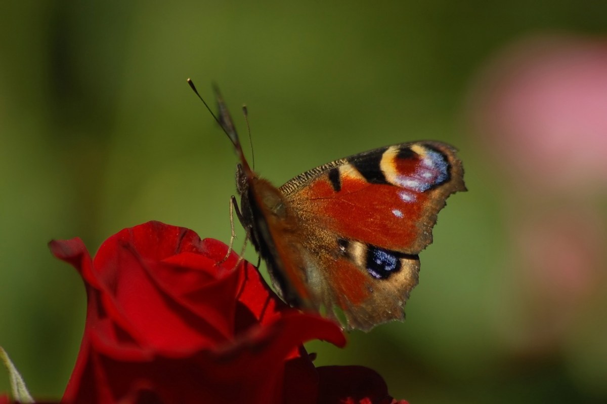 蝴蝶、孔雀、玫瑰免费图片