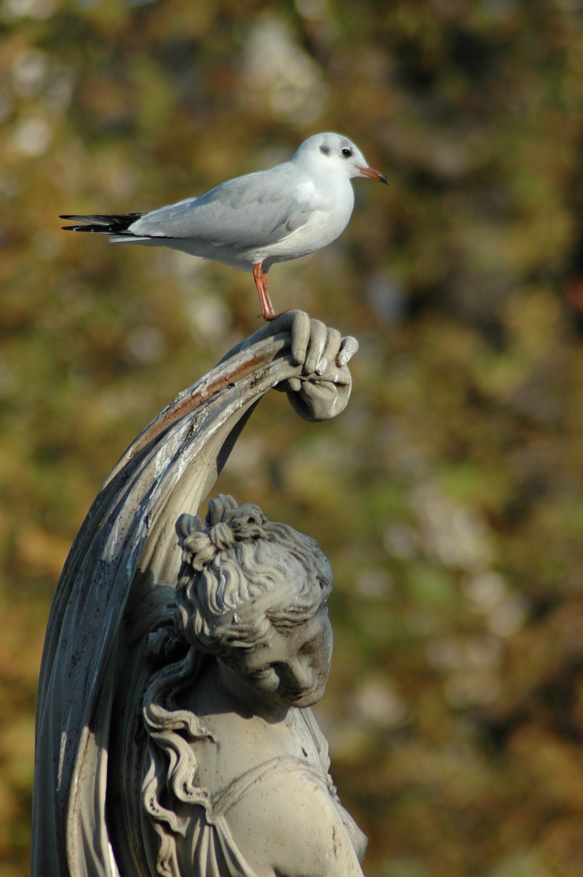 海鸥、鸟、雕像、皮埃尔免费图片