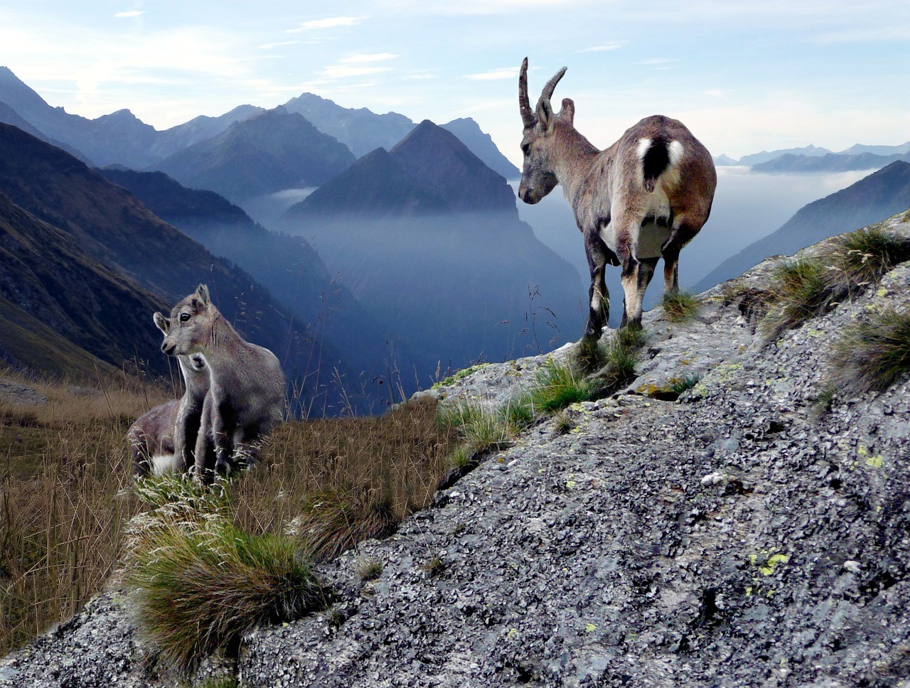 瑞士标志性动物图片