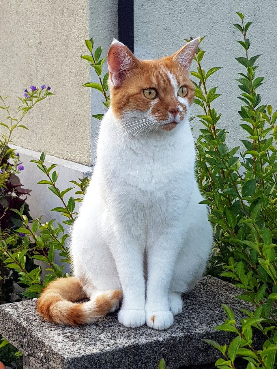 猫,红白,国内的猫