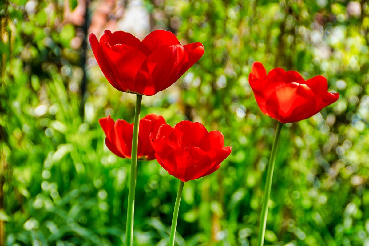 郁金香、开花、红色免费图片