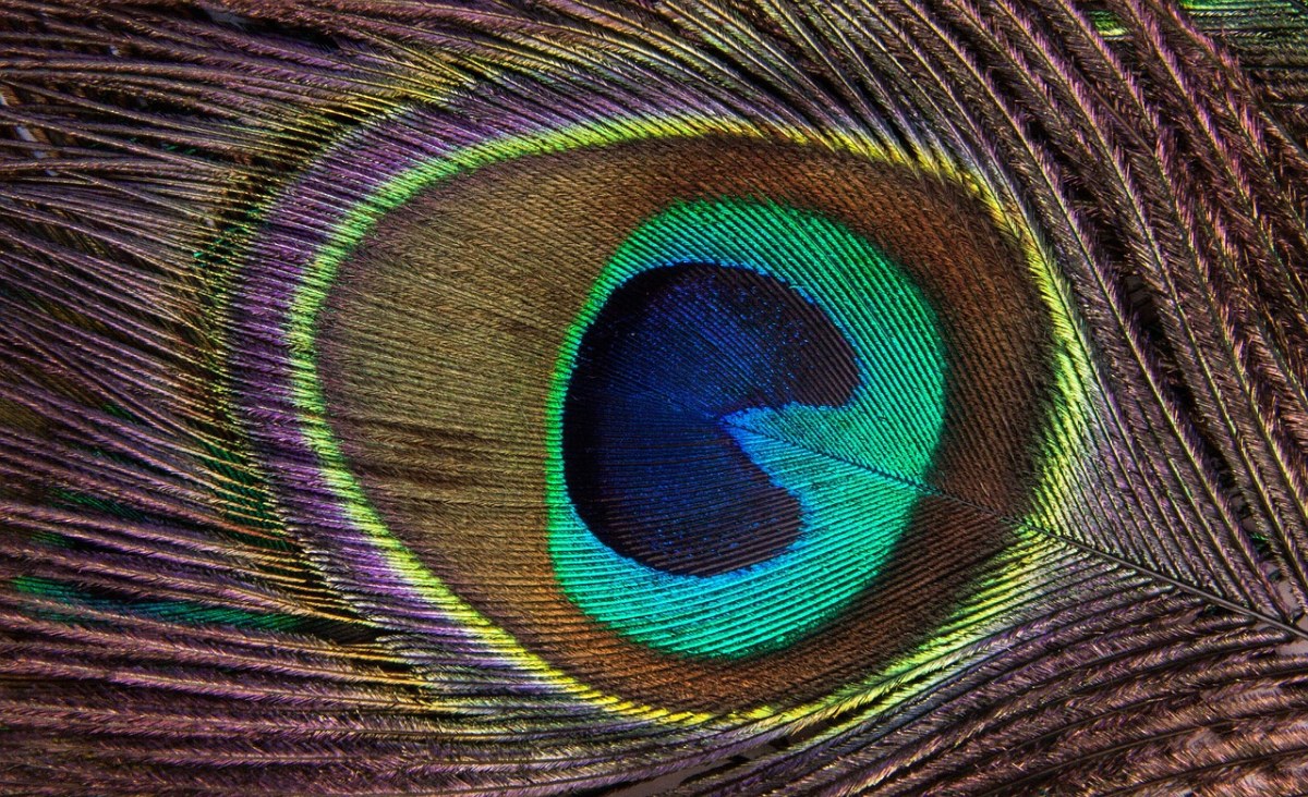 孔雀羽毛、色彩缤纷的羽毛免费图片