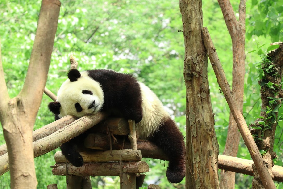 熊貓,動物園,懶惰