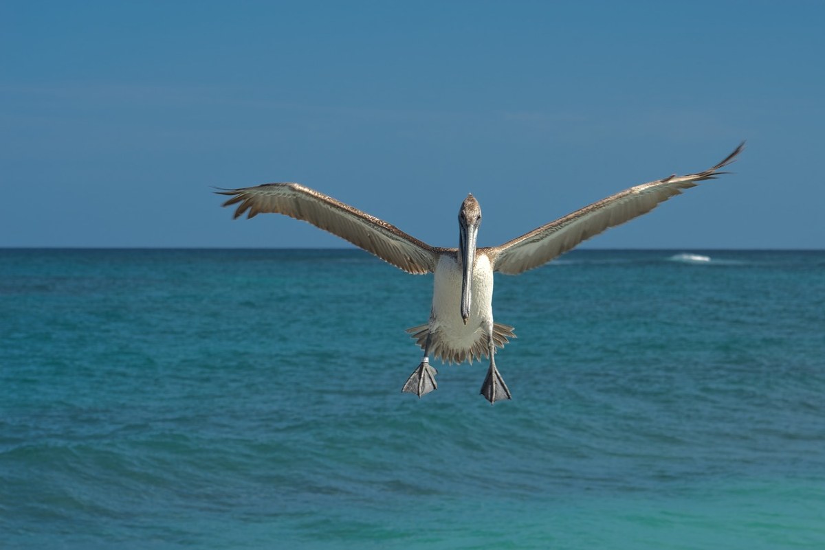 常见海鸟种类大全带图图片