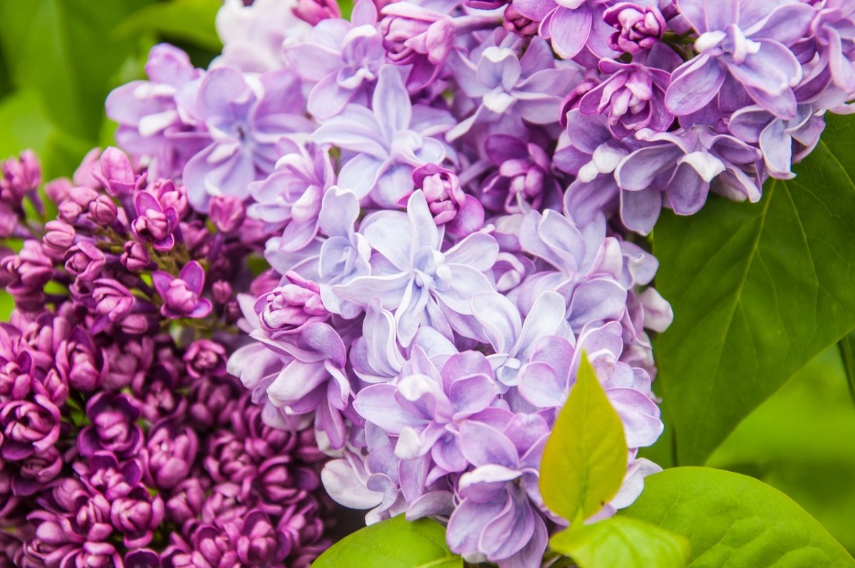 紫色的丁香花免费图片