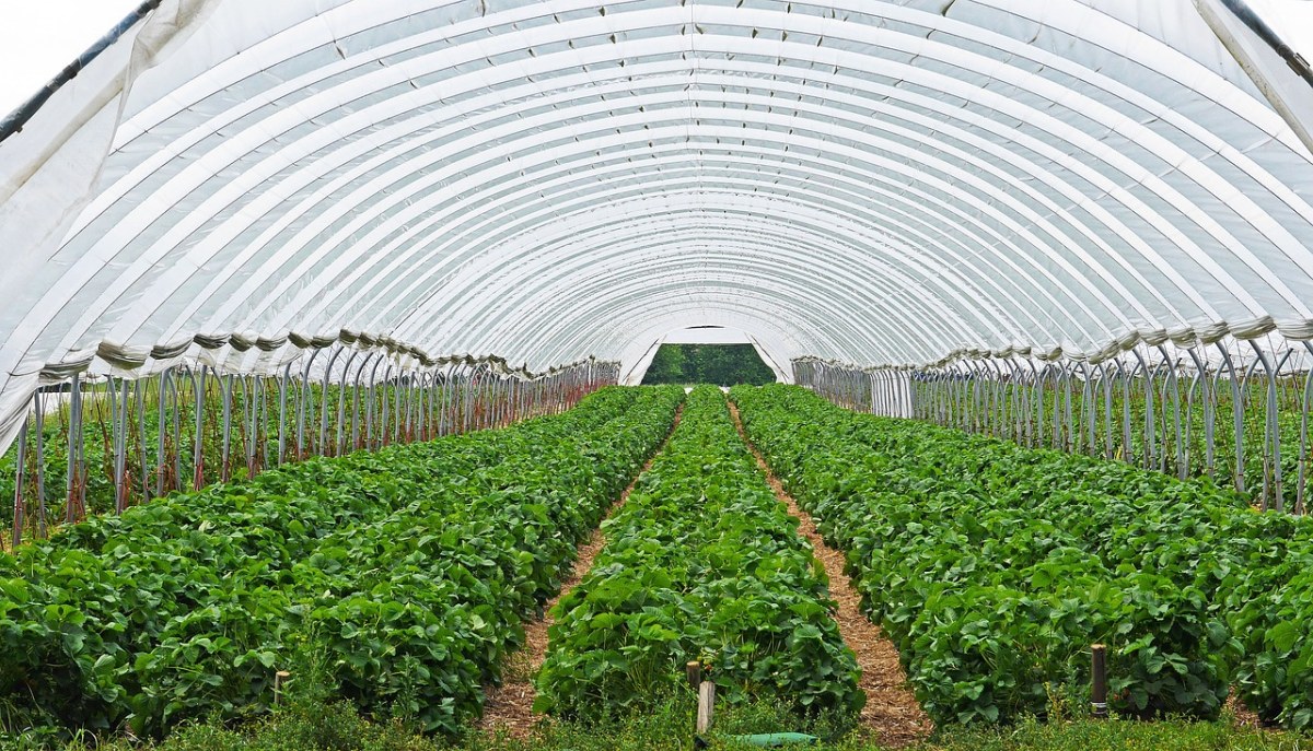 大棚种植草莓免费图片