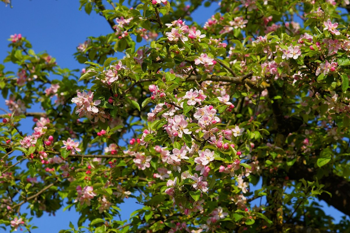 苹果树开花,苹果树,苹果花