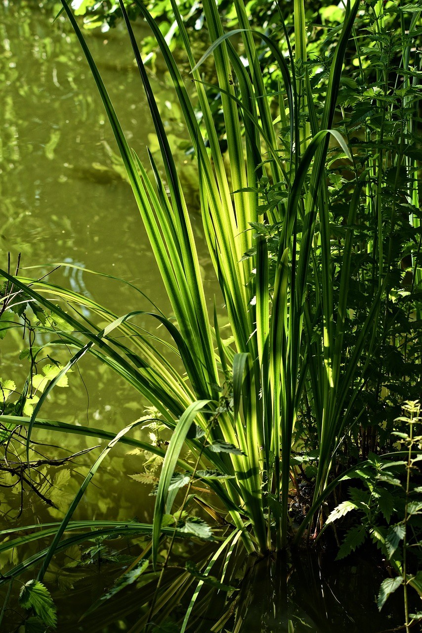 蔺,植物,水生植物