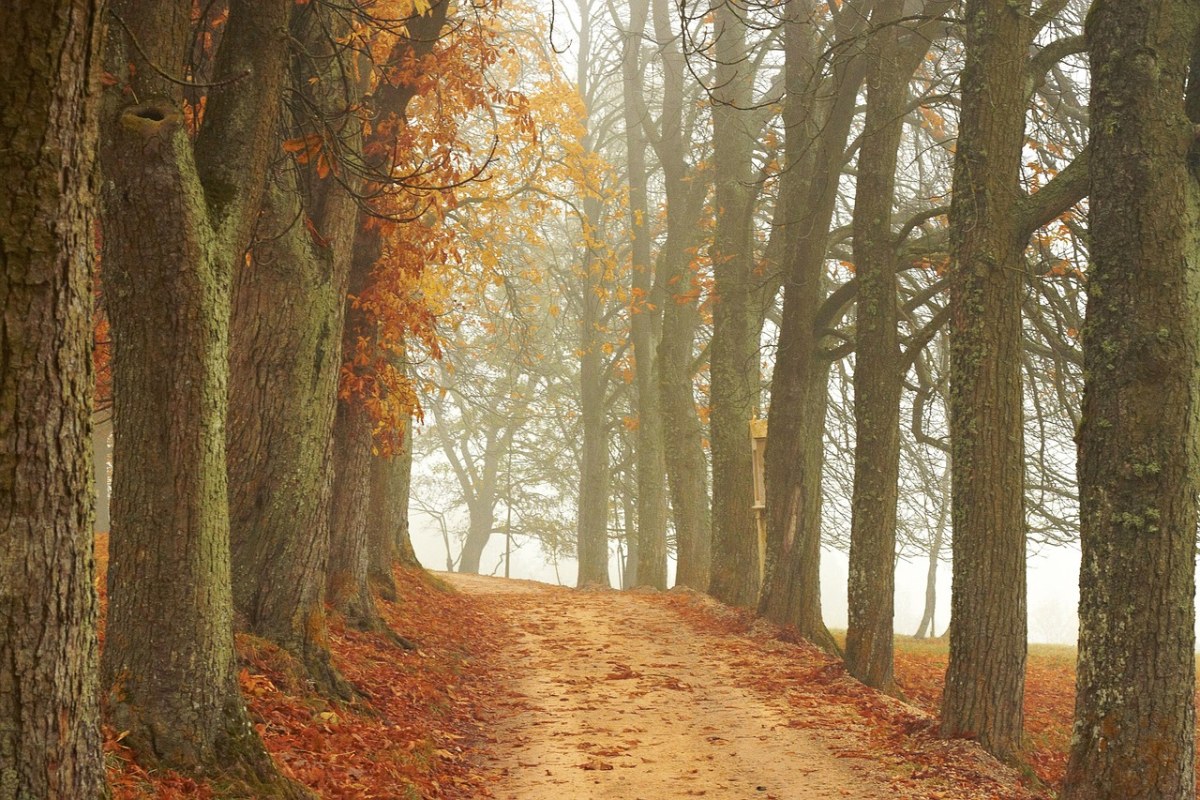 树木、离、秋季免费图片