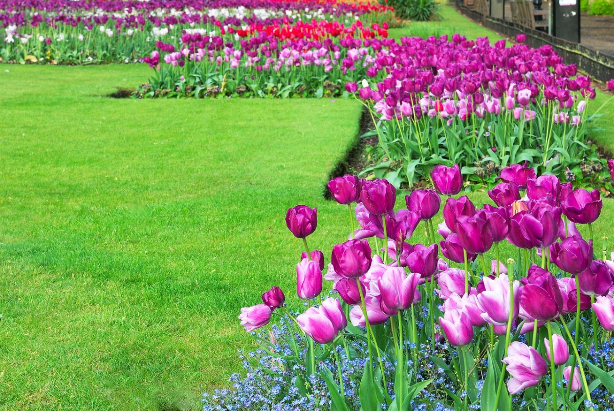 郁金香、花园、春免费图片