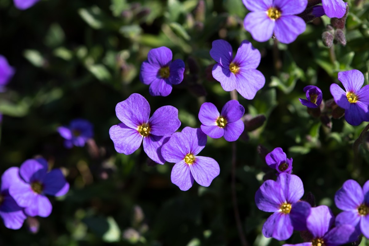 紫色的南庭芥小花朵免费图片