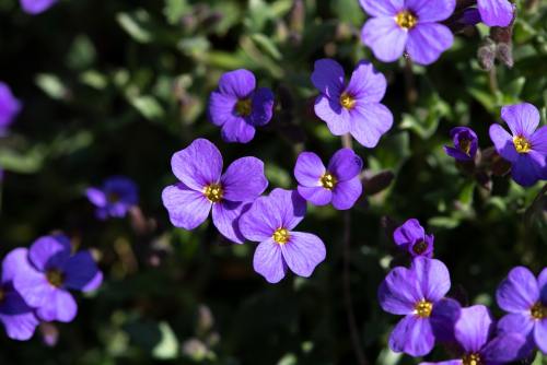 紫色的南庭芥小花朵
