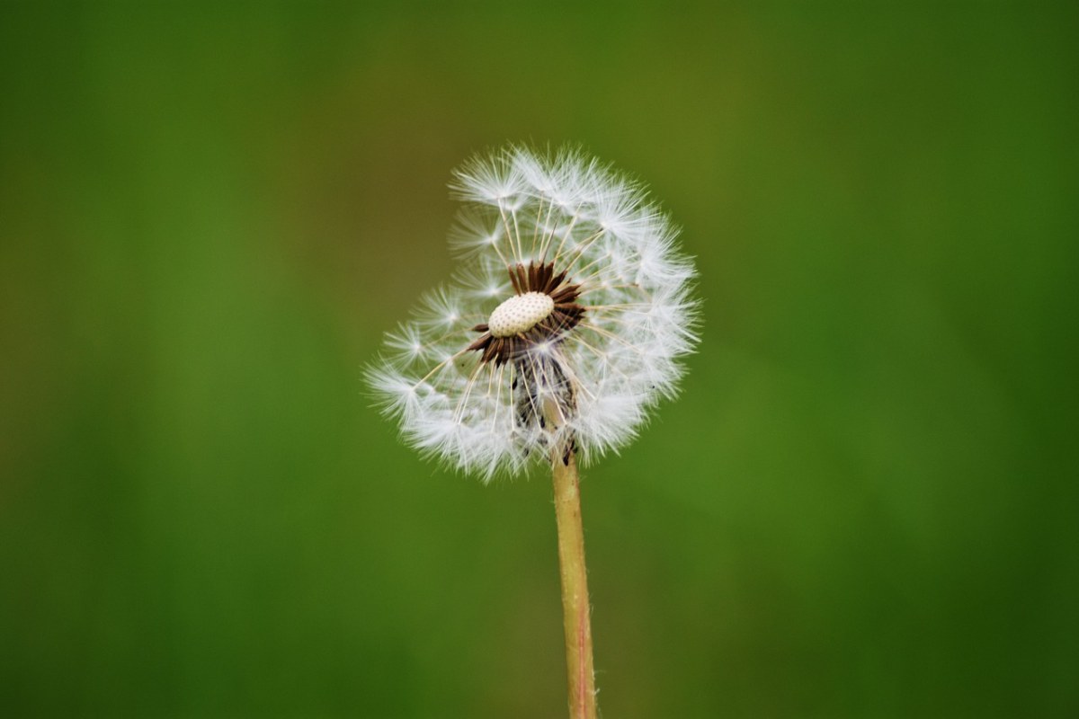 蒲公英、植物、单免费图片