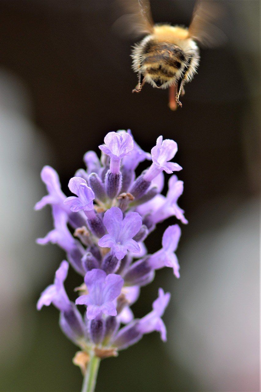 蜜蜂、熏衣草、花免费图片