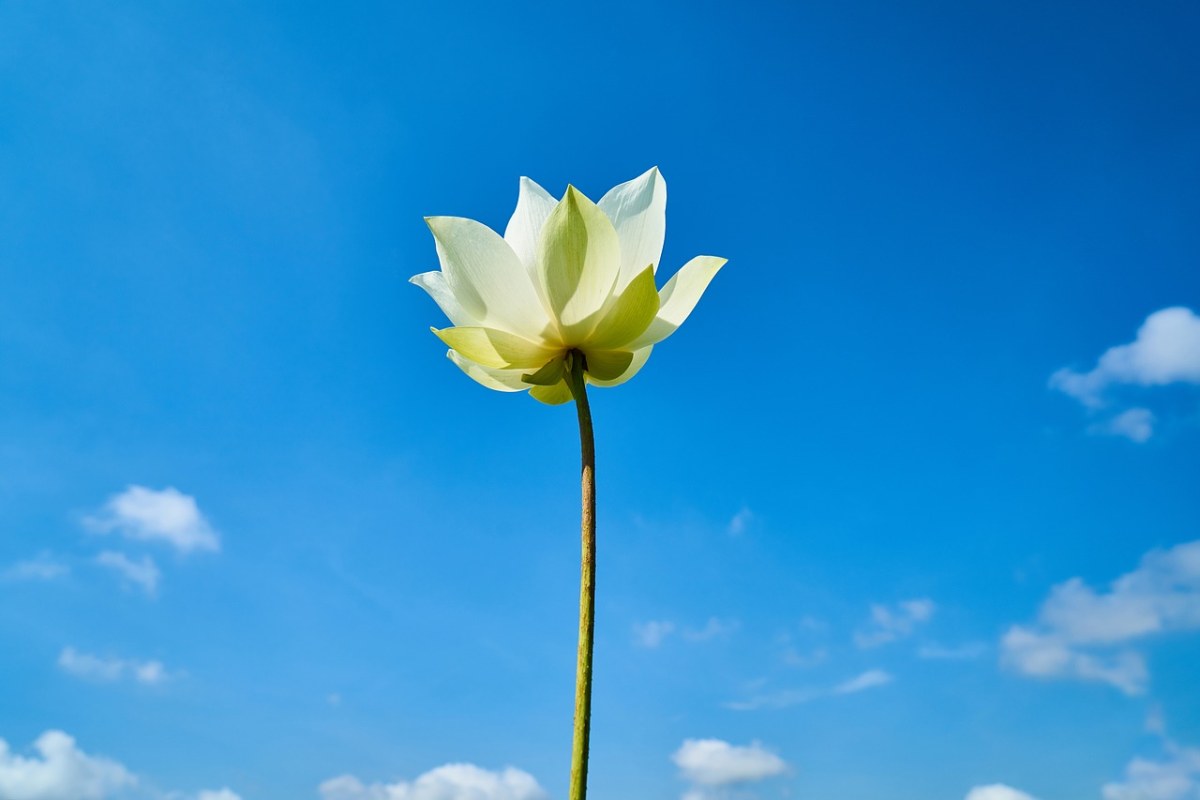 莲花、景观、花卉免费图片