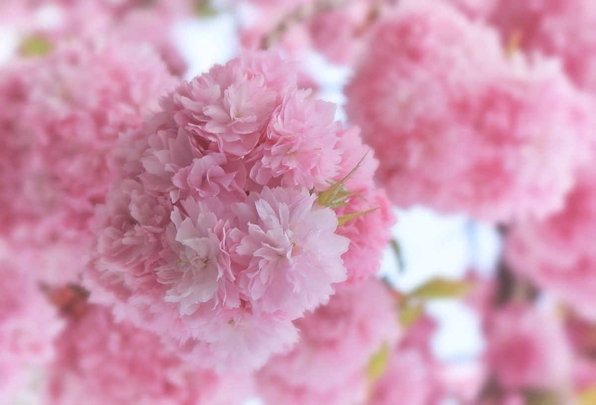 春天粉红色的樱花免费图片