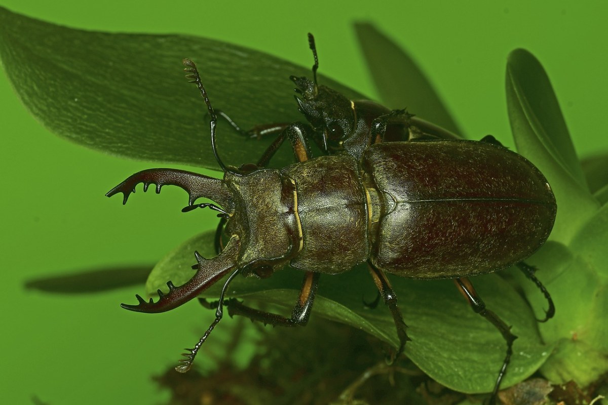 鹿,bug,雄鹿甲壳虫,昆虫