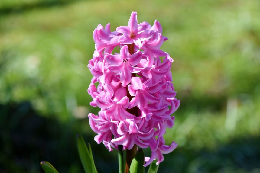 風信子鮮花春天的花