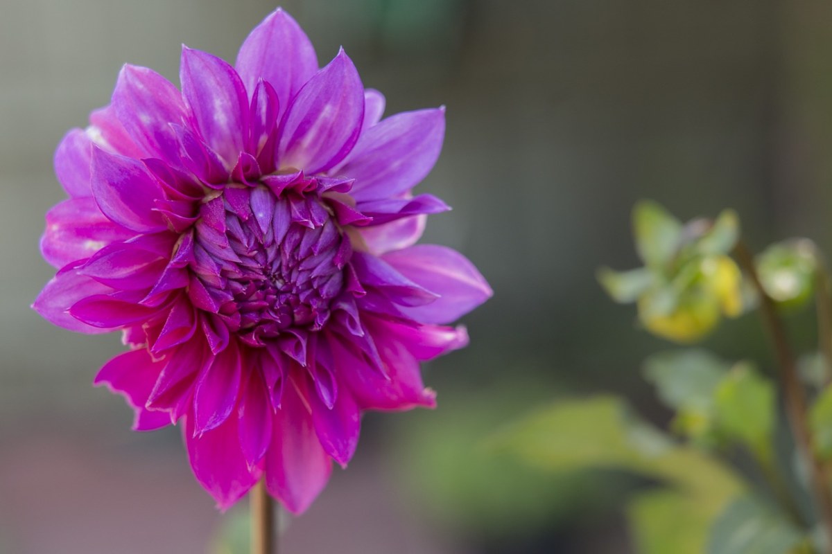 大丽花、花、植物免费图片