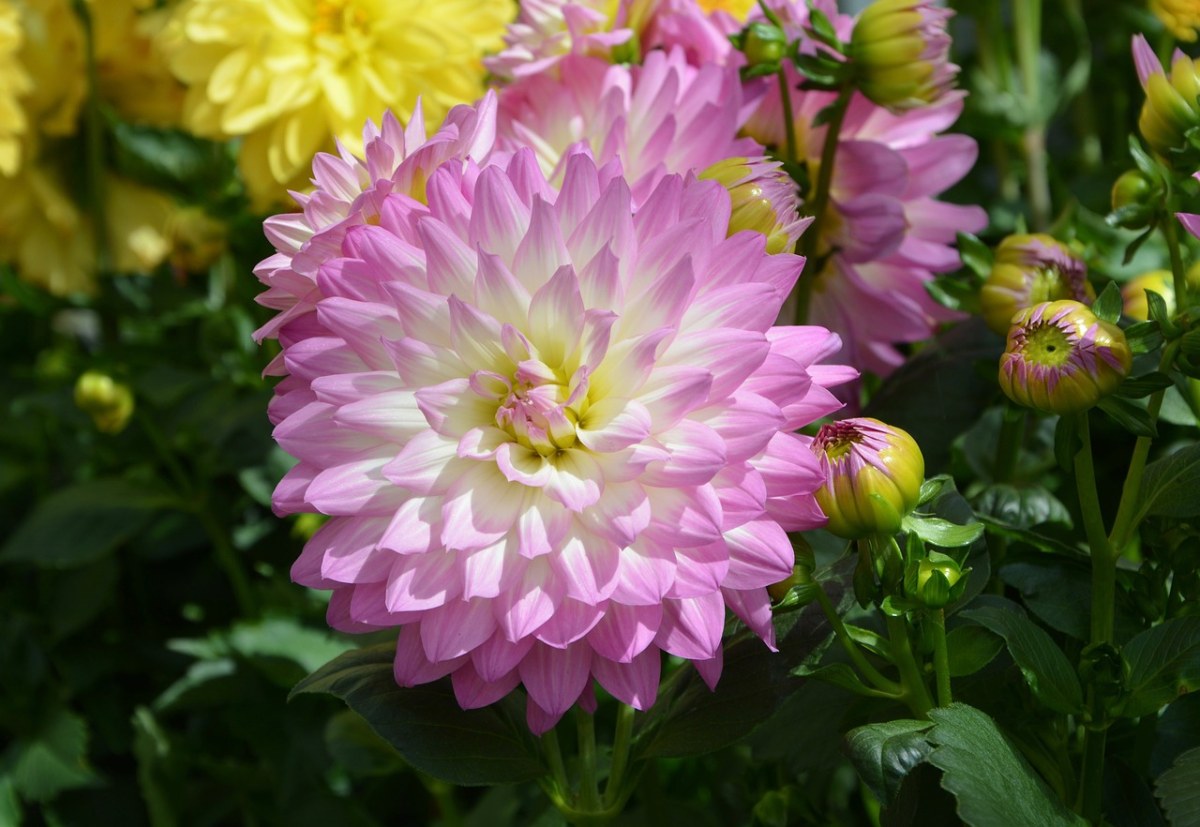 花、大丽花、粉红色的花朵免费图片