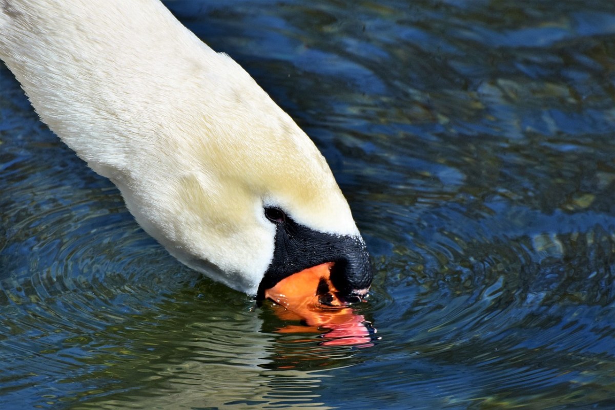 天鹅、水禽、Schwimmvogel免费图片