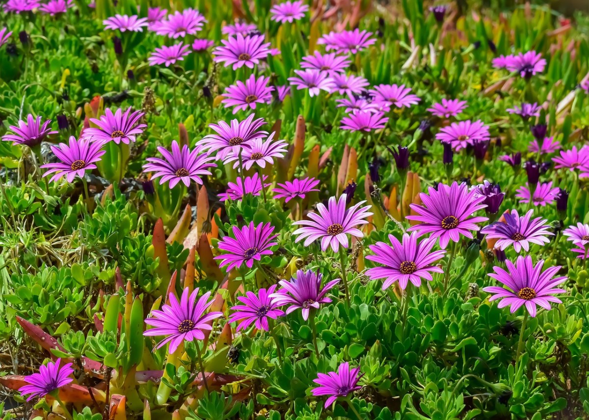 菊科花朵植物图片免费图片