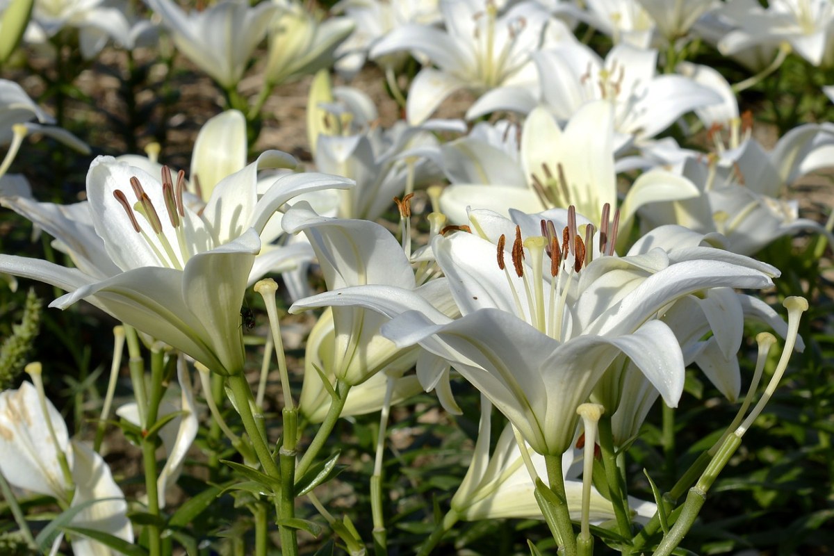 百合,开花,花