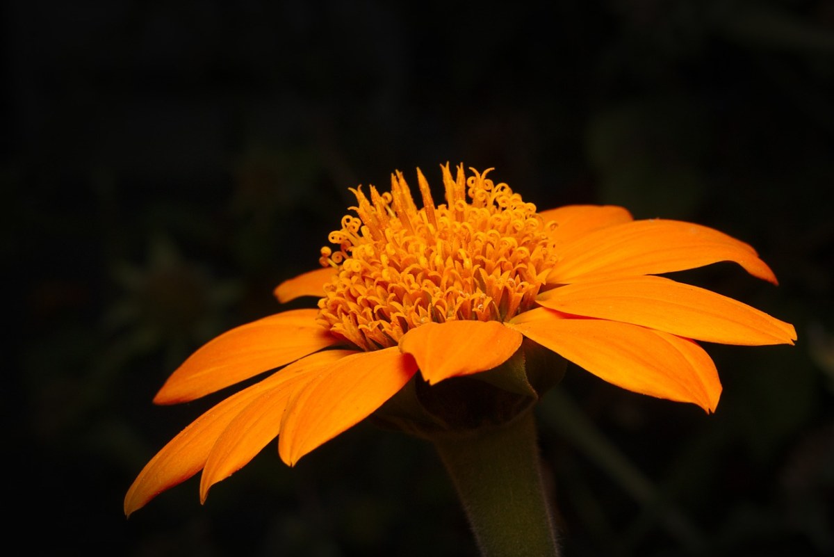 花、秋季、橙免费图片