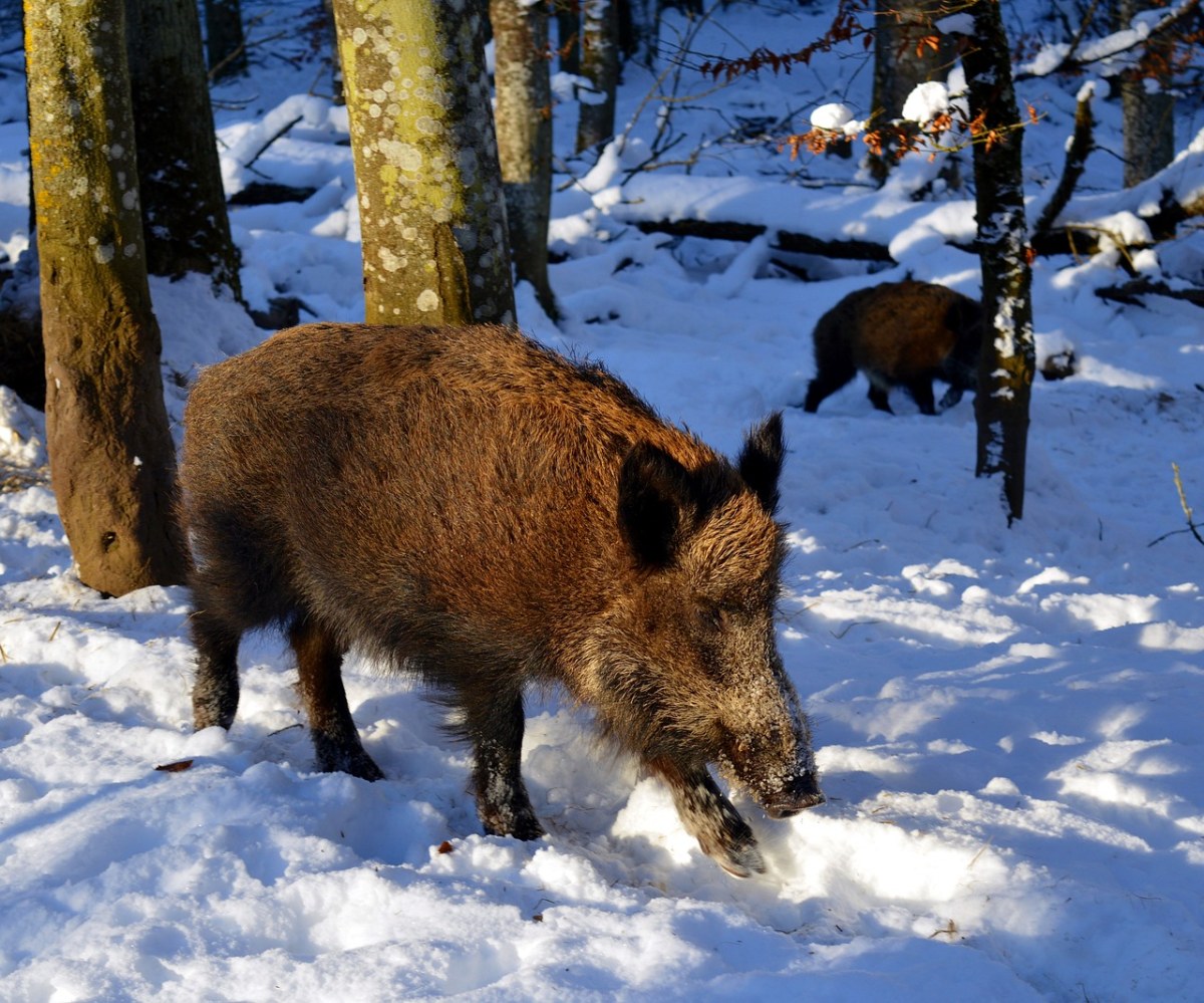 雪地上的野猪免费图片