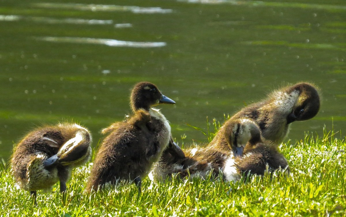 池塘边草地上的小鹅免费图片